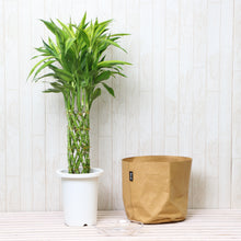 画像をギャラリービューアに読み込む, ミリオンバンブー 7号 鉢カバー「Re:af®」セット