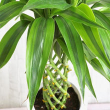 画像をギャラリービューアに読み込む, ミリオンバンブー 7号 鉢カバー「Re:af®」セット