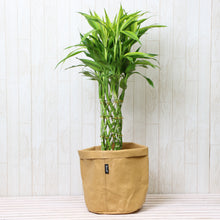 画像をギャラリービューアに読み込む, ミリオンバンブー 7号 鉢カバー「Re:af®」セット