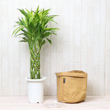 画像をギャラリービューアに読み込む, ミリオンバンブー 7号 鉢カバー「Re:af®」セット