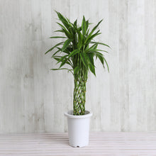 画像をギャラリービューアに読み込む, ミリオンバンブー 7号 鉢カバーセット ギフトにおすすめ