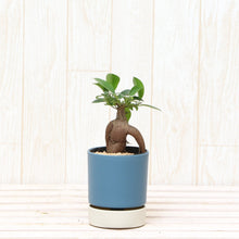 画像をギャラリービューアに読み込む, kaorimaru テーブルヤシ 2.5号 香り付き観葉植物