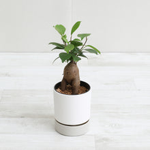 画像をギャラリービューアに読み込む, kaorimaru ガジュマル 2.5号 香り付き観葉植物