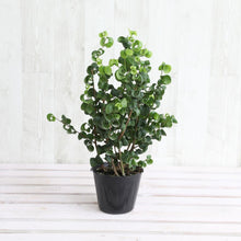 画像をギャラリービューアに読み込む, フィカス・ベンジャミン バロック 3.5号