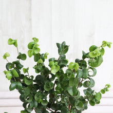 画像をギャラリービューアに読み込む, フィカス・ベンジャミン バロック 3.5号