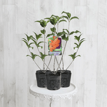 画像をギャラリービューアに読み込む, 【限定32セット】キンモクセイ(金木犀) 苗木 3.5号 3ポットセット ※予約商品:10/24発送