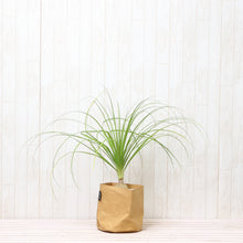 画像をギャラリービューアに読み込む, ノリナ(トックリラン/ポニーテール) 5号 鉢カバー「Re:af®」セット