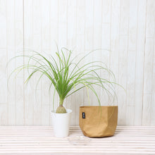画像をギャラリービューアに読み込む, ノリナ(トックリラン/ポニーテール) 5号 鉢カバー「Re:af®」セット
