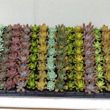 画像をギャラリービューアに読み込む, 多肉植物 プラグ苗 1号 ケース売り 128個入セット 【7品種保証】