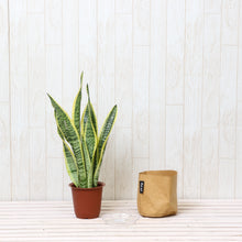画像をギャラリービューアに読み込む, サンスベリア・ローレンティー 4号 「Re:af®」鉢カバーセット