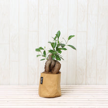 画像をギャラリービューアに読み込む, ガジュマル 4号 鉢カバー「Re:af®」セット