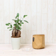 画像をギャラリービューアに読み込む, ガジュマル 4号 鉢カバー「Re:af®」セット