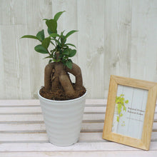 画像をギャラリービューアに読み込む, ガジュマル 4号 室内におすすめ 観葉植物