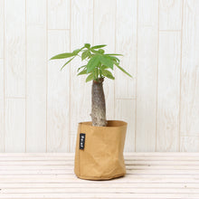 画像をギャラリービューアに読み込む, パキラ 4号 鉢カバー「Re:af®」セット