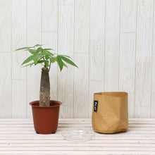 画像をギャラリービューアに読み込む, パキラ 4号 鉢カバー「Re:af®」セット