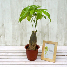 画像をギャラリービューアに読み込む, 【室内におすすめ 観葉植物】パキラ 4号