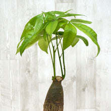 画像をギャラリービューアに読み込む, 【室内におすすめ 観葉植物】パキラ 4号