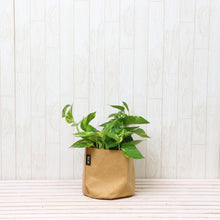 画像をギャラリービューアに読み込む, ポトス・斑入 5号 鉢カバー「Re:af®」セット