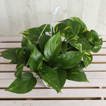 画像をギャラリービューアに読み込む, ポトス(斑入り) 5号 室内におすすめ 観葉植物