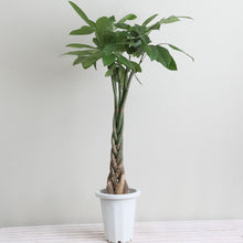 画像をギャラリービューアに読み込む, パキラ ねじり 7号 室内におすすめ 観葉植物