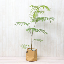 画像をギャラリービューアに読み込む, ネムノキ・エバーフレッシュ 5号 鉢カバー「Re:af®」セット