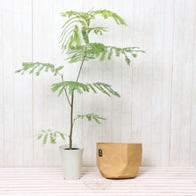 画像をギャラリービューアに読み込む, ネムノキ・エバーフレッシュ 5号 鉢カバー「Re:af®」セット