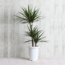 画像をギャラリービューアに読み込む, ドラセナ・コンシンネ 7号 シンプルな鉢カバーセット