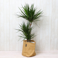 画像をギャラリービューアに読み込む, ドラセナ・コンシンネ 7号 鉢カバー「Re:af®」セット