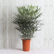 画像をギャラリービューアに読み込む, グリーンアラレア 8号 おしゃれなシンボルツリー