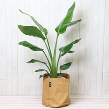 画像をギャラリービューアに読み込む, ストレリチア・オーガスタ 7号 鉢カバー「Re:af®」セット