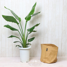 画像をギャラリービューアに読み込む, ストレリチア・オーガスタ 7号 鉢カバー「Re:af®」セット