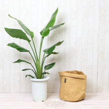 画像をギャラリービューアに読み込む, ストレリチア・オーガスタ 7号 鉢カバー「Re:af®」セット