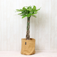 画像をギャラリービューアに読み込む, パキラ ねじり 7号 鉢カバー「Re:af®」セット