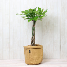 画像をギャラリービューアに読み込む, パキラ ねじり 7号 鉢カバー「Re:af®」セット