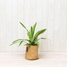 画像をギャラリービューアに読み込む, ドラセナ・レモンライム 4号 鉢カバー「Re:af®」セット