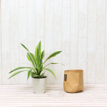 画像をギャラリービューアに読み込む, ドラセナ・レモンライム 4号 鉢カバー「Re:af®」セット