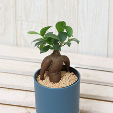 画像をギャラリービューアに読み込む, kaorimaru ガジュマル 2.5号 季節限定サクラの香り