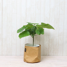画像をギャラリービューアに読み込む, フィカス・ウンベラータ 6号 鉢カバー「Re:af®」セット