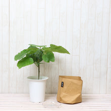 画像をギャラリービューアに読み込む, フィカス・ウンベラータ 6号 鉢カバー「Re:af®」セット
