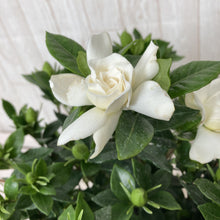 画像をギャラリービューアに読み込む, 【限定46個】クチナシ 5号