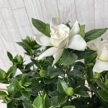 画像をギャラリービューアに読み込む, 【限定46個】クチナシ 5号