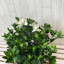 画像をギャラリービューアに読み込む, 【限定46個】クチナシ 5号