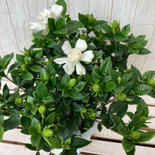 画像をギャラリービューアに読み込む, 【限定46個】クチナシ 5号