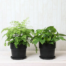 画像をギャラリービューアに読み込む, アジアンタム6号・ポトス6号 室内におすすめ鉢カバー付2点セット