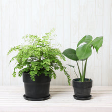 画像をギャラリービューアに読み込む, アジアンタム6号・モンステラ4号 室内におすすめ鉢カバー付2点セット