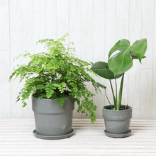 画像をギャラリービューアに読み込む, アジアンタム6号・モンステラ4号 室内におすすめ鉢カバー付2点セット