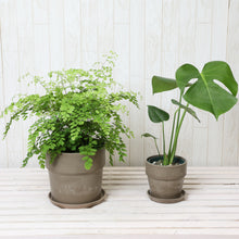 画像をギャラリービューアに読み込む, アジアンタム6号・モンステラ4号 室内におすすめ鉢カバー付2点セット