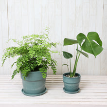画像をギャラリービューアに読み込む, アジアンタム6号・モンステラ4号 室内におすすめ鉢カバー付2点セット