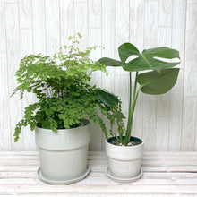 画像をギャラリービューアに読み込む, アジアンタム6号・モンステラ4号 室内におすすめ鉢カバー付2点セット
