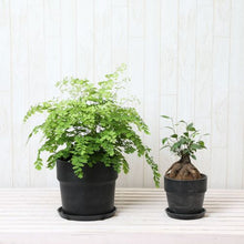 画像をギャラリービューアに読み込む, アジアンタム6号・ガジュマル4号 室内におすすめ鉢カバー付2点セット